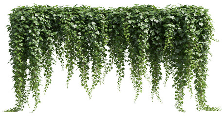 Fototapeta premium Green hanging ivy plant border on transparent background