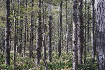 Fototapeta premium Fresh larch forest trees trunk close up in spring