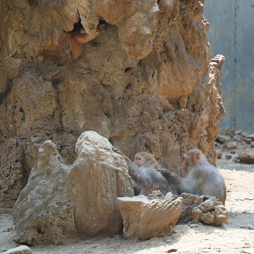 two monkey enjoying the morning in the zoo, monkey and faux rocks in outdoor