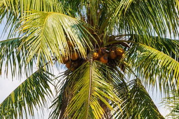 Fototapeta premium Close up of a tropical coconut palm tree full of ripe brown coconuts and green fronds