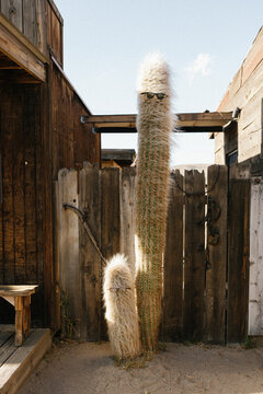 Two funny hairy cacti with glasses outside