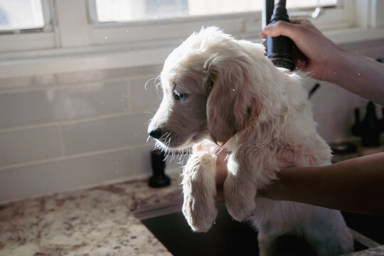 Puppy getting bath in sink