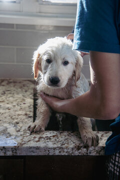 Puppy standing in sink getting bath