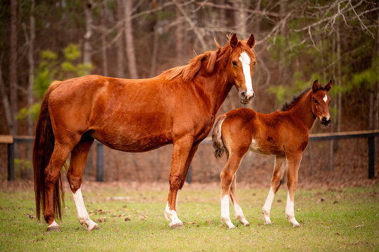 Beautiful chestnut mare with her newborn foal