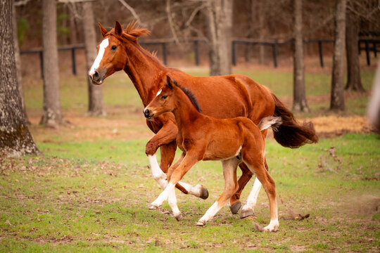 Chestnut mare and foal running together in a pasture