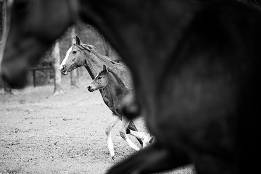 A mother horse runs with her young foal