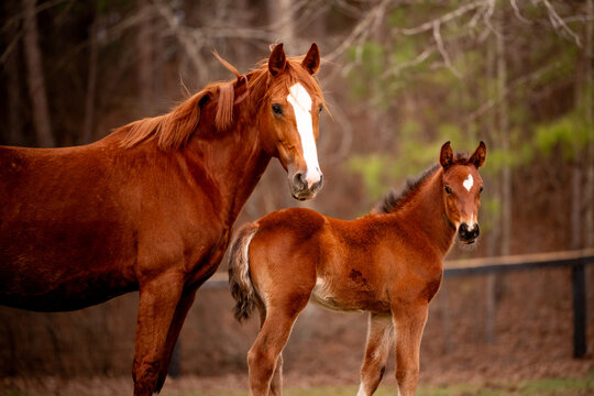 Chestnut mare and her young foal in a field