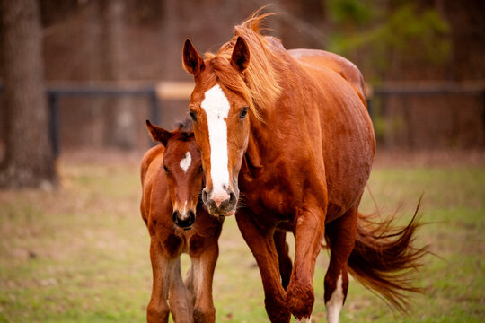 Chestnut mare and her baby foal outdoors