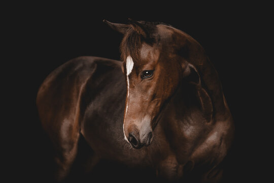 Graceful dark brown horse on black background
