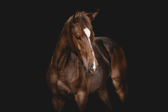 Elegant brown horse with blaze posing in studio