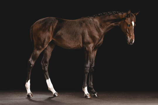 Elegant warmblood foal posing against black background