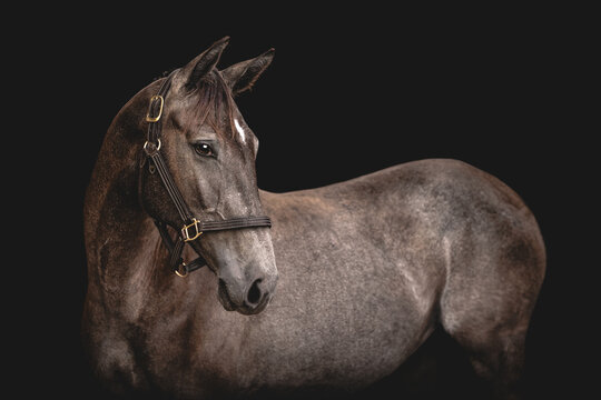 Elegant grey horse studio portrait on black background