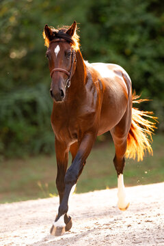 Elegant bay horse walking in warm sunlight