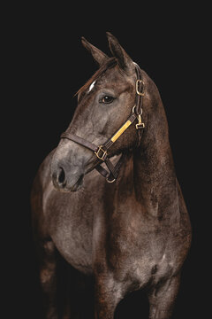 Elegant dark horse studio portrait on black