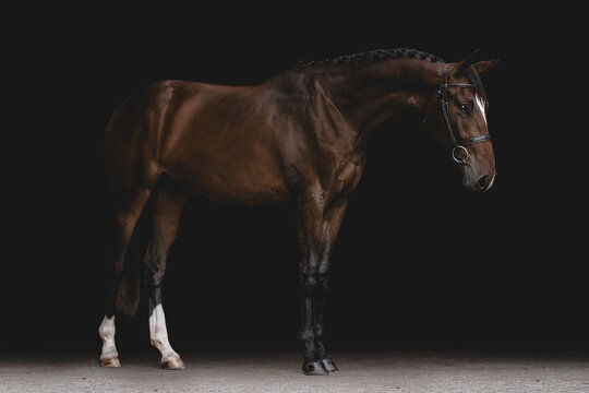 Elegant bay warmblood horse with a braided mane