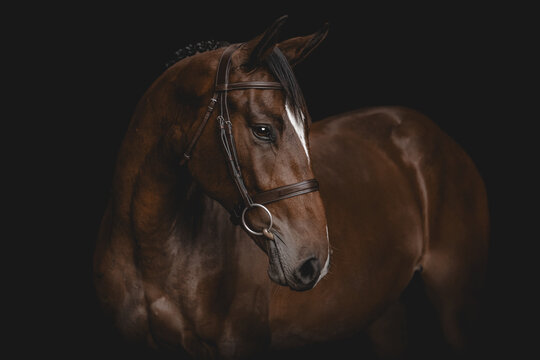 Elegant bay warmblood horse wearing a bridle