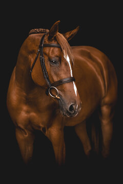 Beautiful chestnut horse with braided mane poses