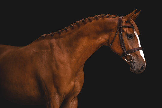 Majestic chestnut show horse with braided mane