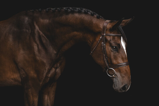 Elegant brown show horse with a braided mane