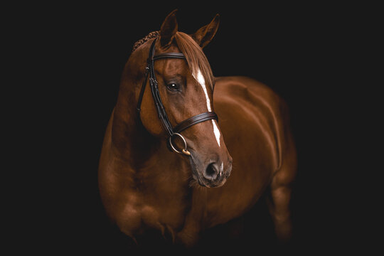 Elegant chestnut horse studio portrait on black