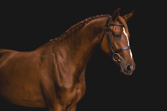 Beautiful brown horse with braided mane and bridle