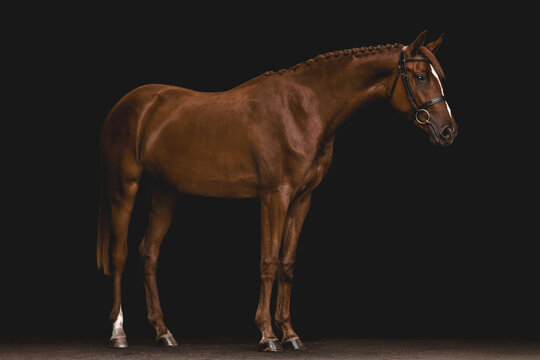 Elegant chestnut show horse with braided mane posing