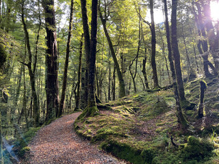 Fototapeta premium Sunlit Forest Path Through Ancient Beech Trees in New Zealand