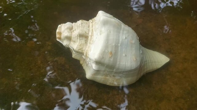Natural Sea Shell on Coastal Sand | 4K Ocean Nature Background