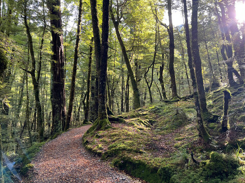 Sunlit Forest Path Through Ancient Beech Trees in New Zealand