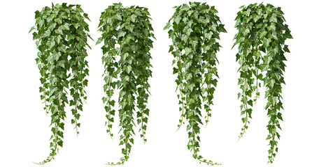Fototapeta premium Set of hanging green ivy plants on transparent background