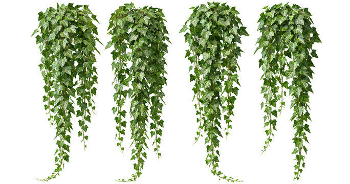 Set of hanging green ivy plants on transparent background