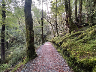 Fototapeta premium Gravel Hiking Path Through Lush Mossy Beech Forest in New Zealand