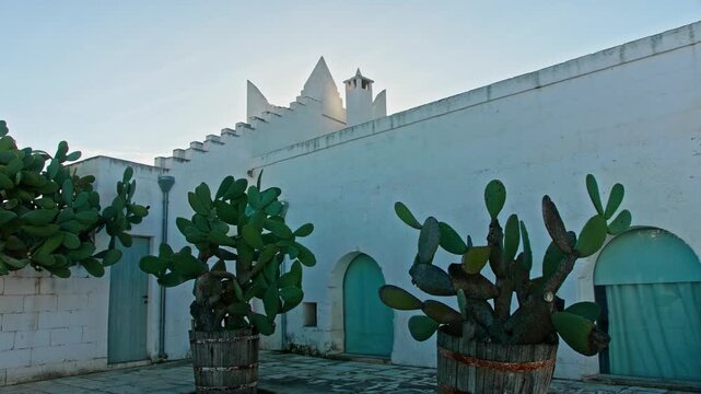 Beautiful sunlit courtyard of a traditional whitewashed farmhouse in puglia, southern italy, featuring prickly pear cacti in wooden barrels