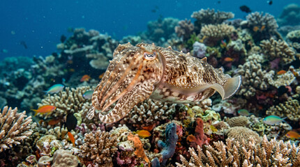 Close up of Broadclub Cuttlefish ( Sepia latimanu ) slowly swims over a coral reef, Bali, Indonesia.  © pinan