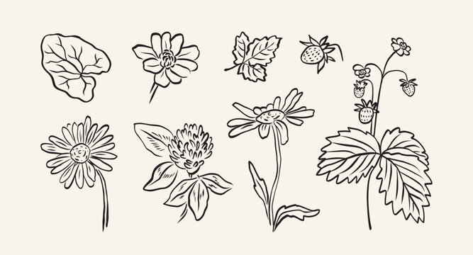 Set of sketch hand drawn flowers, strawberry and leaves. Botanical abstract floral plant drawing brush or ink stroke. Summer garden. Minimalist vector plants for cards, logo, tattoo, design t-shirts.