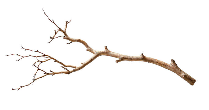 Bare tree branch with dry twigs on transparent background