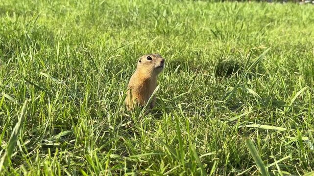 A ground squirrel calls out while standing in an alert posture in the green grass. 4K footage