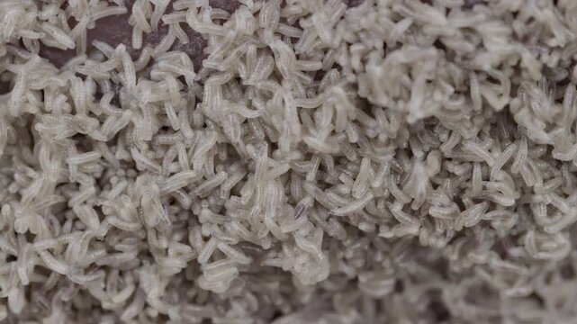 The decomposition of an animal's corpse in nature. Pale insect larvae packed across dark decaying organic surface in extreme close view, showing dense