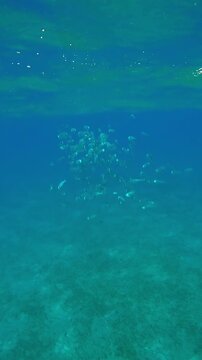 Vertical footage, Shoal of Striped Mackerel swims with open mouths, filtering for plankton in turquoise water under waves sparkling in the bright sun rays, slow motion