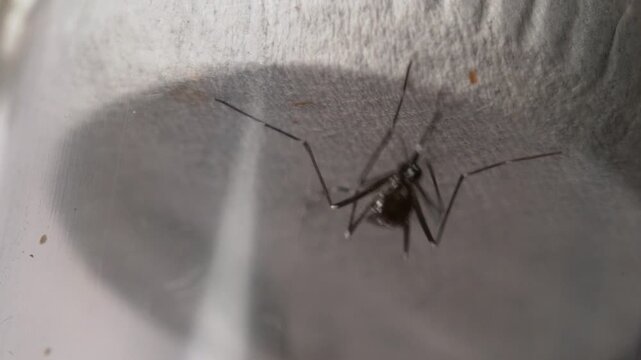 Extreme Macro View of Mosquito Head and Proboscis Feeding Insect Close Up