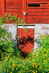 Timber barn with a door and blooming dandelions © Lars Johansson