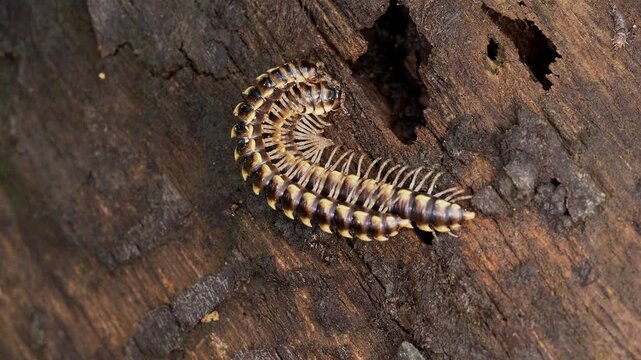 Millipedes Mating on Decaying Tree Trunk in Tropical Rainforest Macro