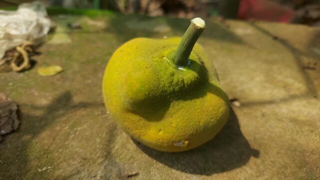 4K Beautiful Monkey Jack Fruit Close-Up &ndash; Nature and Agriculture Footage