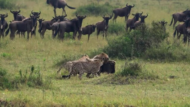Cheetahs Stalking and Hunting Wildebeest in African Savannah Grasslands