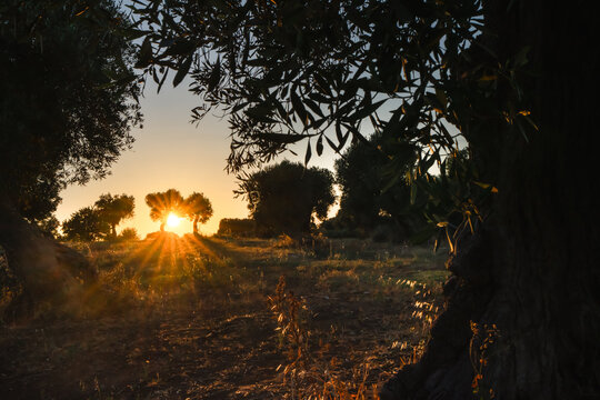 Sunset through ancient olive grove with dramatic sunburst in Puglia, Italy