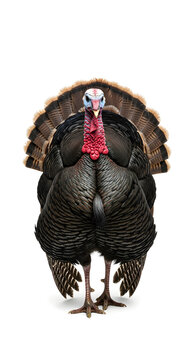 Large tom turkey strutting isolated on white background