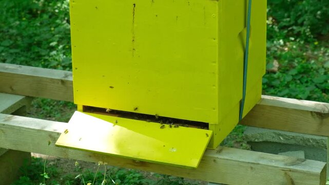 Wooden yellow hive for bees in a sunny forest apiary