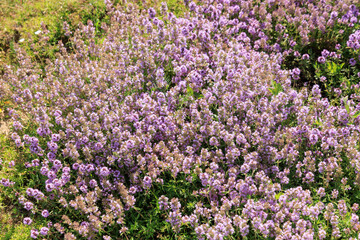 Obraz premium thyme grows in a garden during the day surrounded by green plants and flowers in bright sunlight