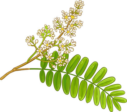 Amla Branch with Flowers and Leaves Colored Detailed  Illustration