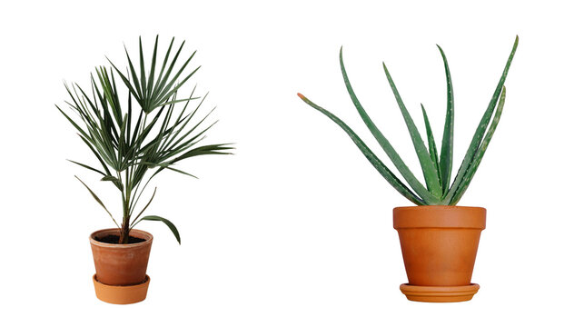 Two potted house plants including a windmill palm and an aloe vera isolated on white background with houseplant botanical gardening decoration isolated